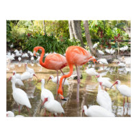  Tropical Pink Flamingo Nature Pictures