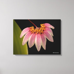 Tropical Pink Orchid Canvas Print