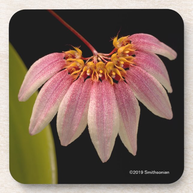 Tropical Pink Orchid Coaster (Front)