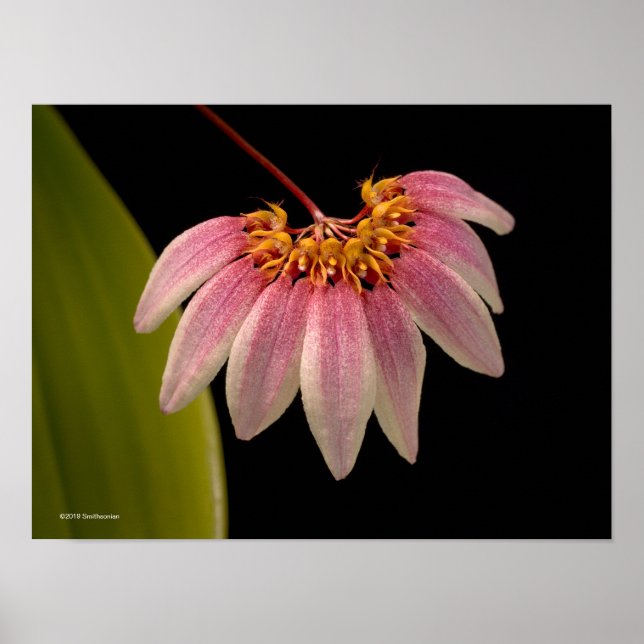 Tropical Pink Orchid Poster (Front)