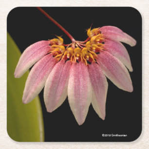 Tropical Pink Orchid Square Paper Coaster