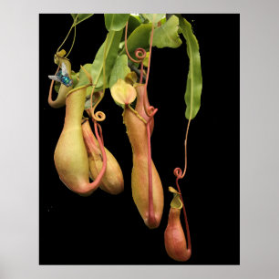 Tropical Pitcher Plant and Bluebottle Poster