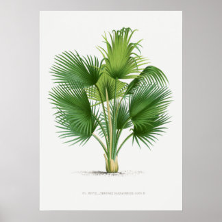 Tropical plant,Plant illustration vintage art ポスター Poster