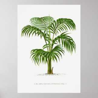 Tropical plant,Plant illustration vintage art ポスター Poster