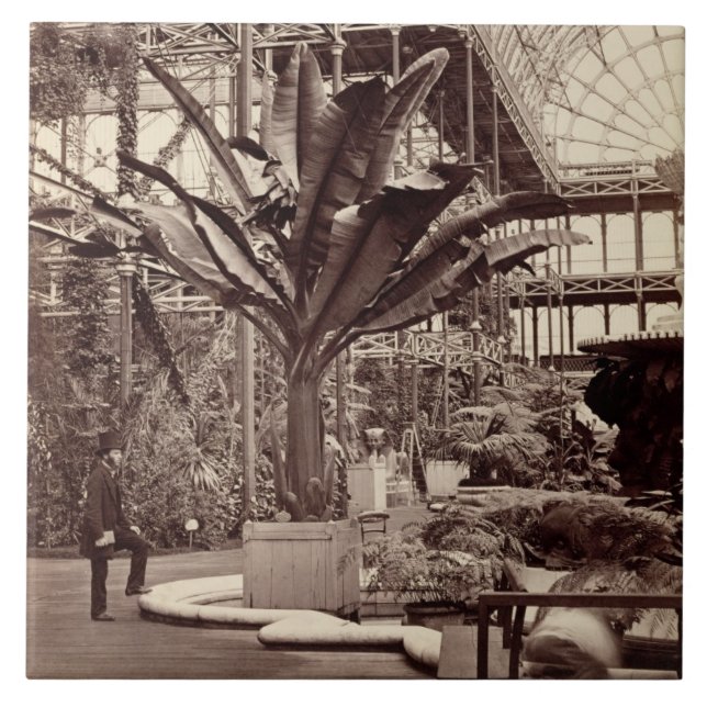 Tropical Plants in the Egyptian Room, Crystal Pala Tile (Front)