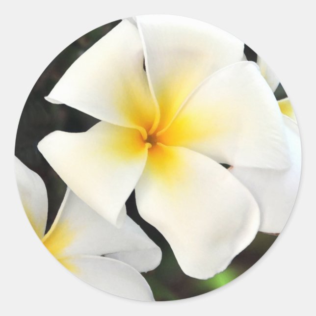 Tropical Plumeria Flower Sticker (Front)