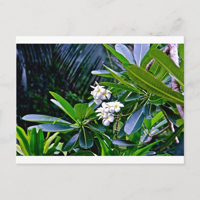 Tropical Plumeria Flowers Postcard (Front)