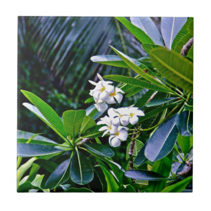 Tropical Plumeria Flowers Tile
