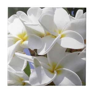 Tropical Plumeria Flowers Tile