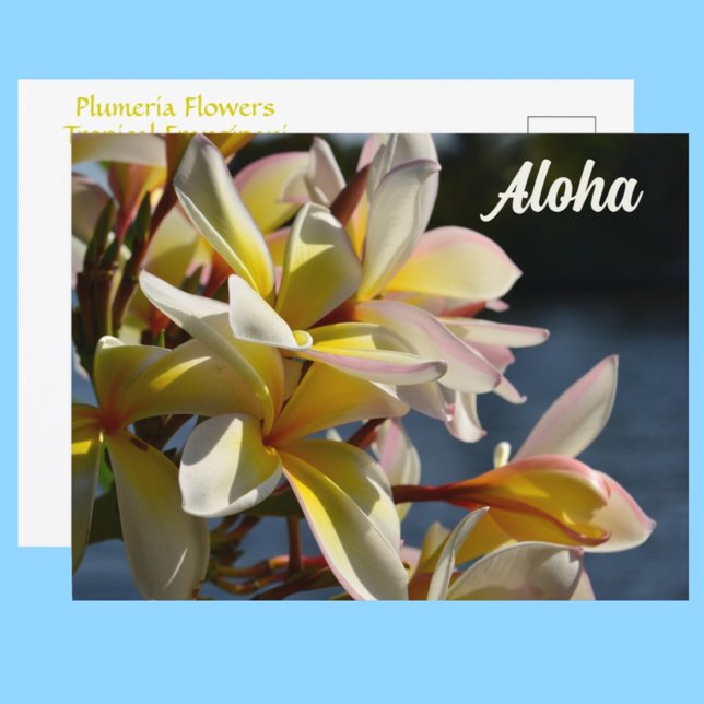 Tropical Plumeria Frangipani Flowers Floral Aloha Postcard (Creator Uploaded)