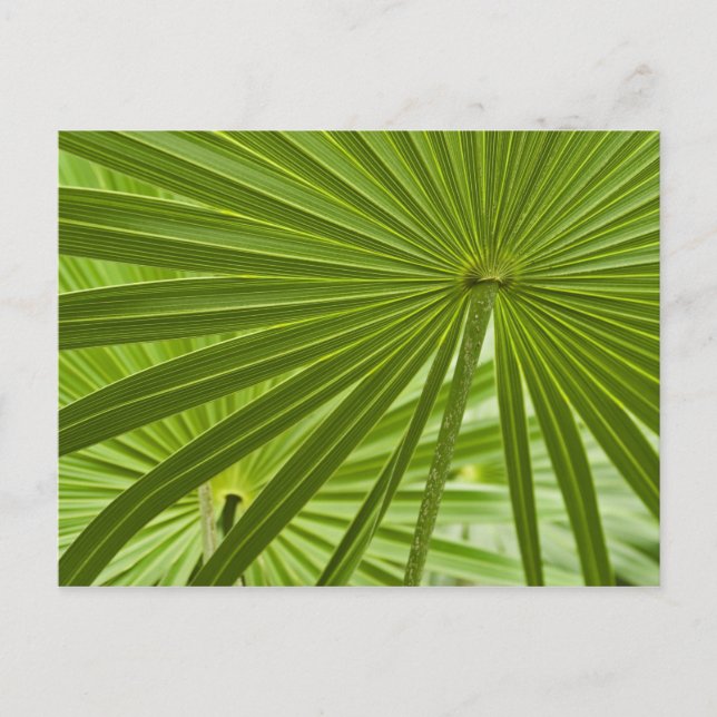 Tropical Postcard (Front)