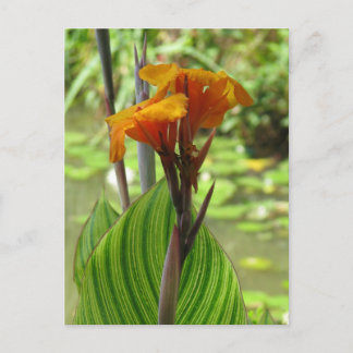Tropical Postcard