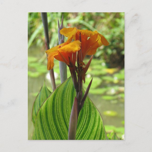 Tropical Postcard (Front)