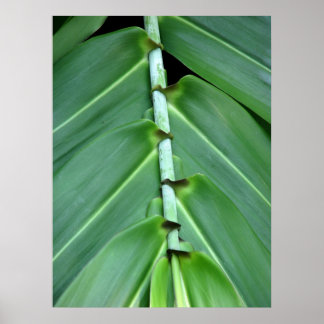 Tropical Poster