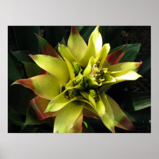 Tropical Poster