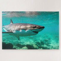 Tropical Predator: Great White Shark