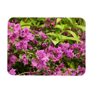 Tropical Purple Bougainvillea Floral Magnet