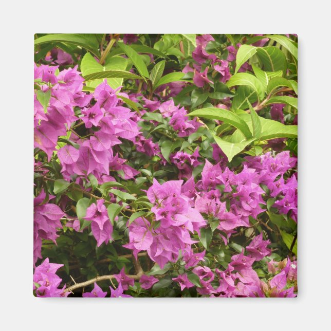 Tropical Purple Bougainvillea Floral Magnet (Front)