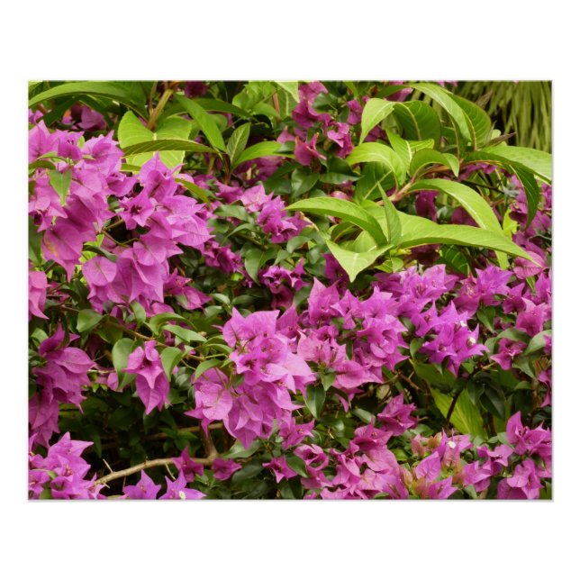 Tropical Purple Bougainvillea Floral Poster (Front)