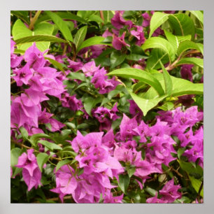 Tropical Purple Bougainvillea Floral Poster
