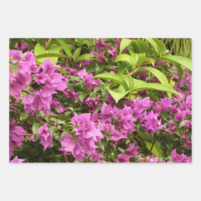Tropical Purple Bougainvillea Floral Wrapping Paper Sheet (Front)