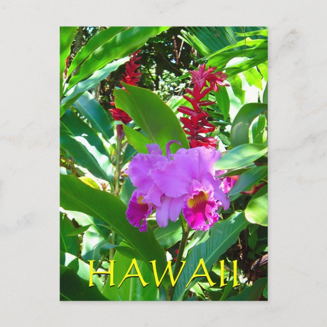 Tropical Purple Hawaiian Flower Postcard (Front)