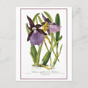 Tropical Purple Orchid Illustration Postcard