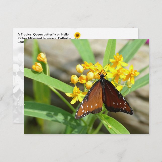 Tropical Queen Butterfly, FL - postcard (Front/Back)