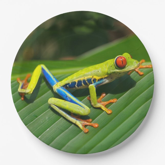 Tropical rainforest green red-eyed tree Frog Paper Plate (Front)