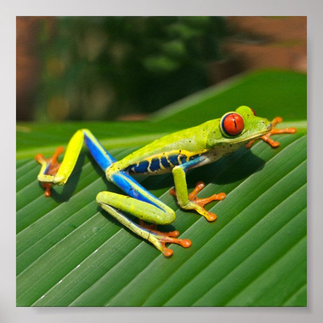 Tropical rainforest green red-eyed tree Frog Poster (Front)