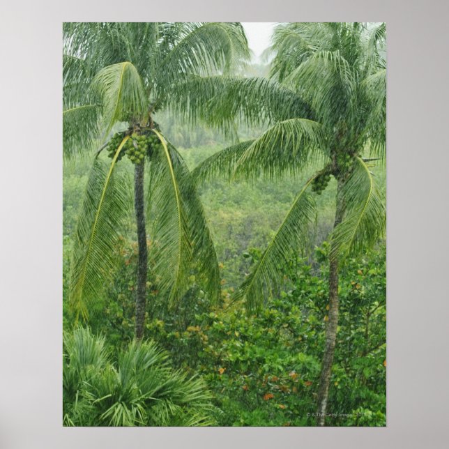 Tropical rainforest poster (Front)