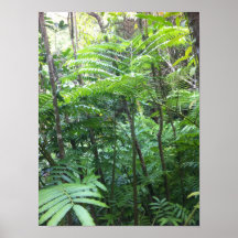 Tropical Rainforest Poster