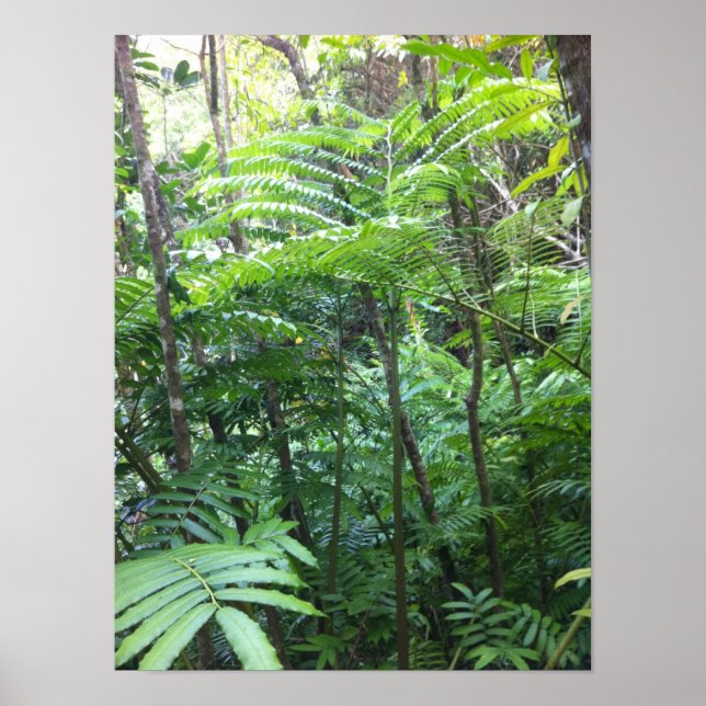 Tropical Rainforest Poster (Front)