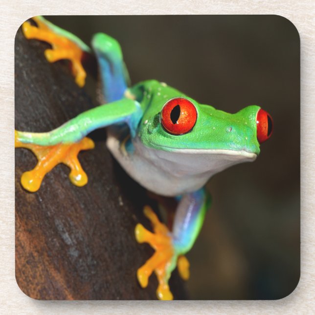 Tropical Red Eye Frog - Agalychnis Callidryas Coaster (Front)