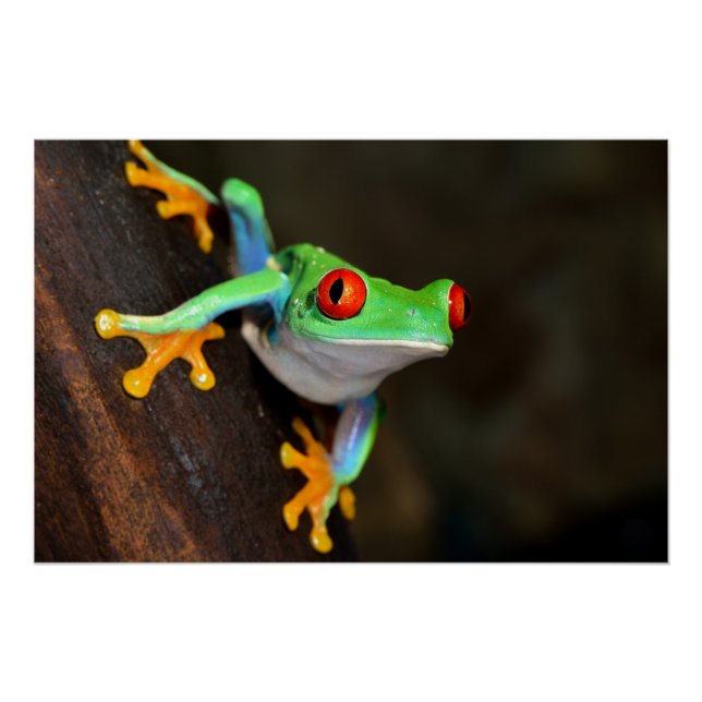 Tropical Red Eye Frog - Agalychnis Callidryas Poster (Front)
