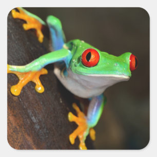 Tropical Red Eye Frog - Agalychnis Callidryas Square Sticker