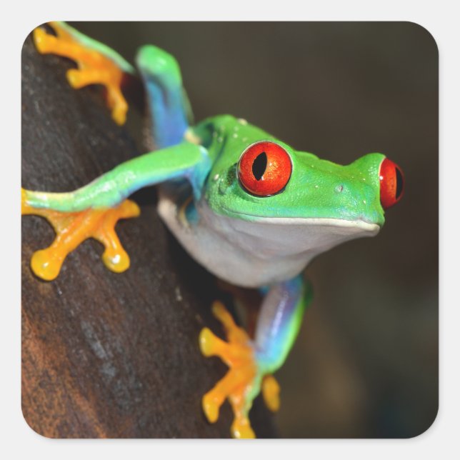 Tropical Red Eye Frog - Agalychnis Callidryas Square Sticker (Front)