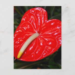 Tropical Red Flower Postcard