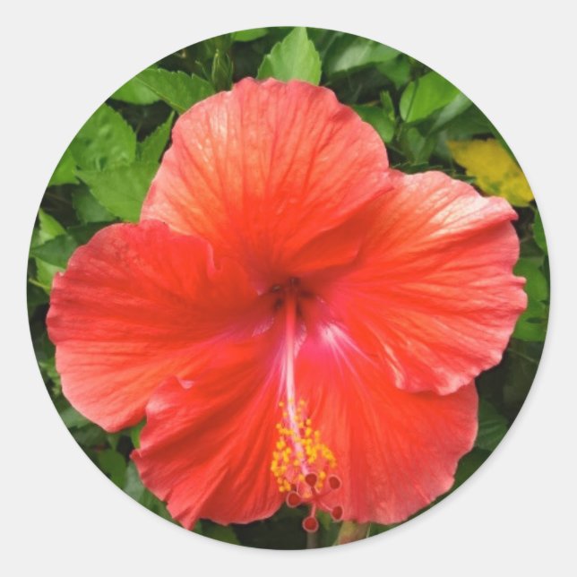 Tropical Red Hibiscus Bonita Springs Florida Classic Round Sticker (Front)