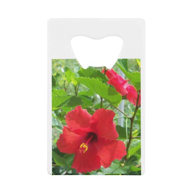 Tropical red hibiscus flower (Front)