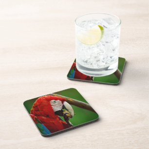 Tropical Red Parrot Coaster