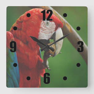 Tropical Red Parrot Square Wall Clock