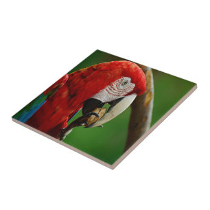 Tropical Red Parrot Tile