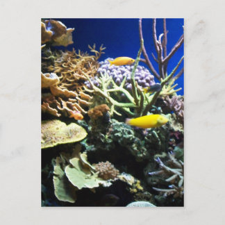 Tropical Reef 3 Postcard