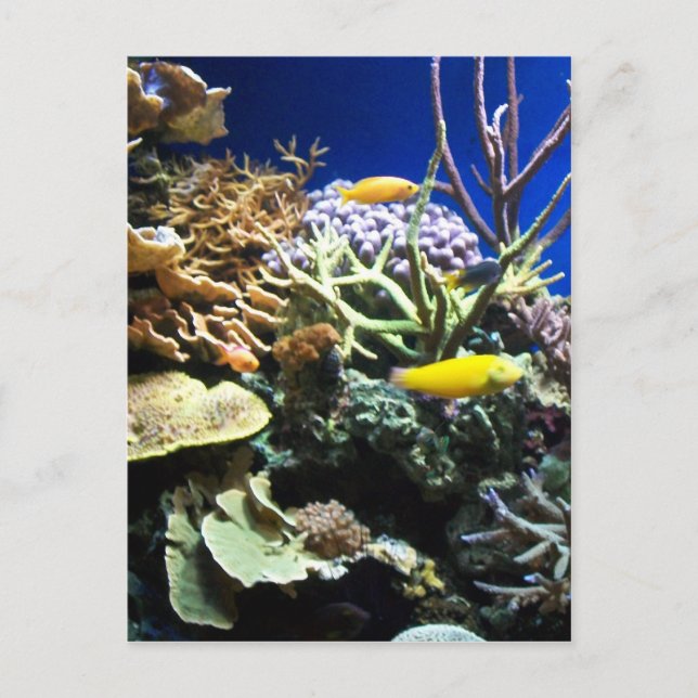 Tropical Reef 3 Postcard (Front)