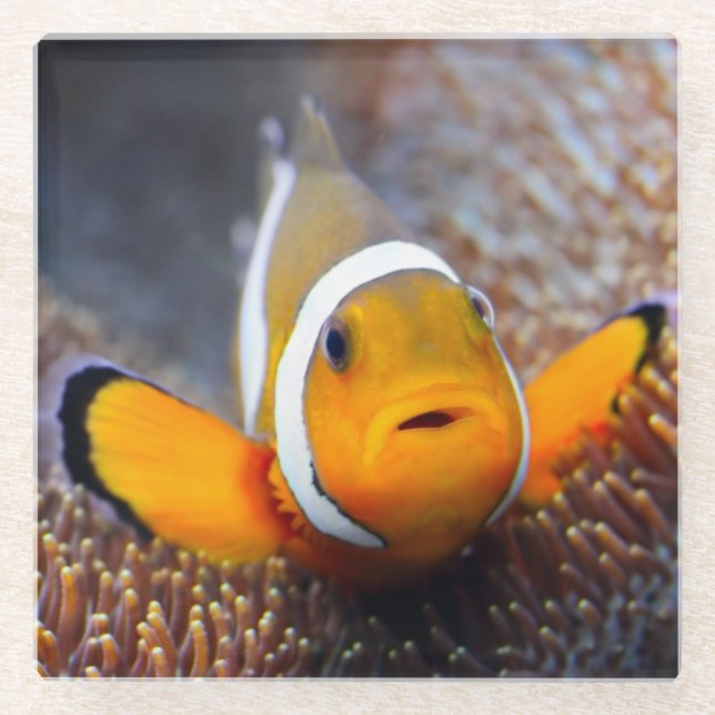 Tropical reef fish - Clownfish Glass Coaster (Front)