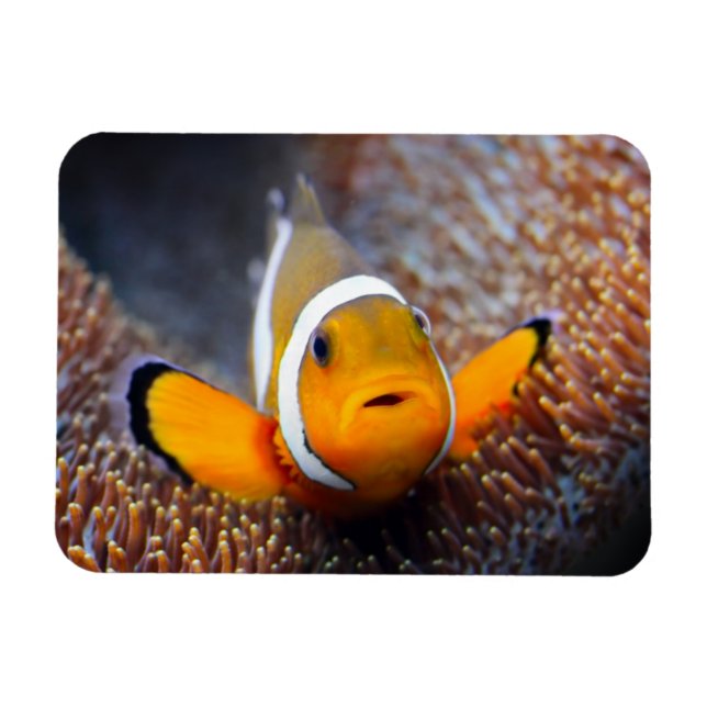 Tropical reef fish - Clownfish Magnet (Horizontal)