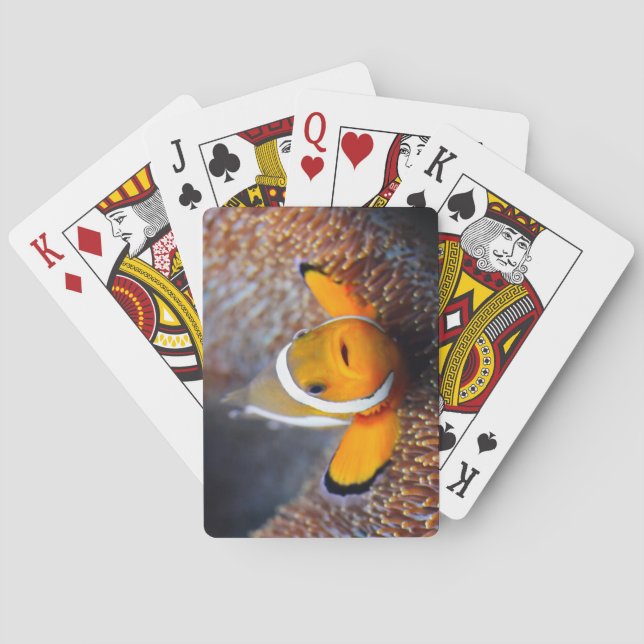 Tropical reef fish - Clownfish Playing Cards (Back)