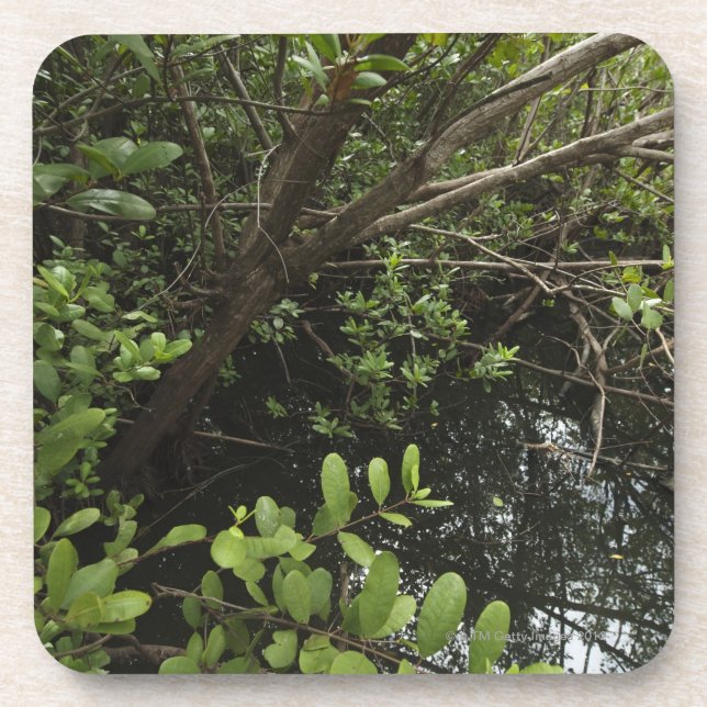 Tropical salt pond coaster (Front)