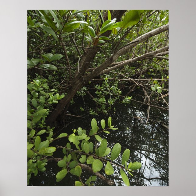 Tropical salt pond poster (Front)